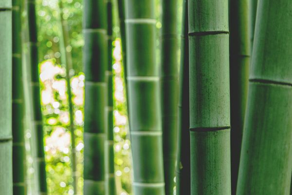 New Tevera Product - Bamboo Sprint