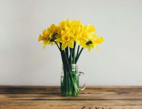 “Daffodil”