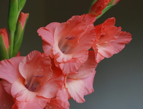 “Gladiolus “