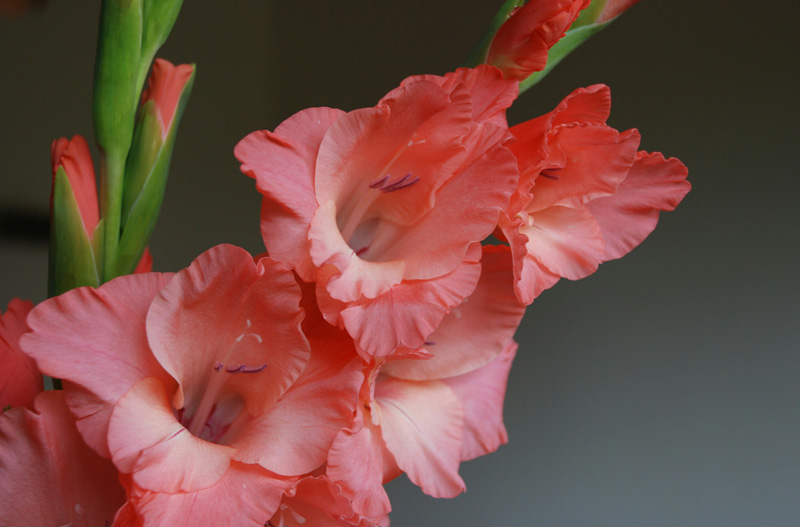 Gladiolus sprint image